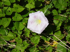 Calystegia sepium roseata x Silvatica disjuncta