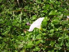 Calystegia sepium roseata x Silvatica disjuncta
