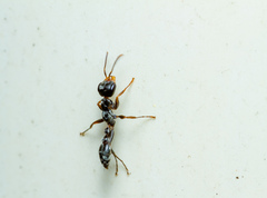 Pseudomyrmex gracilis