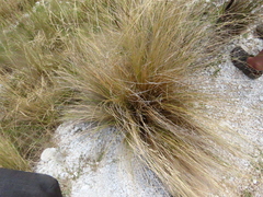 Poa cita