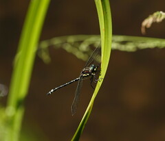 Eusynthemis brevistyla