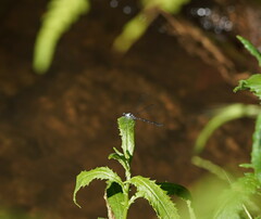 Austroargiolestes calcaris