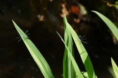 Austroargiolestes calcaris