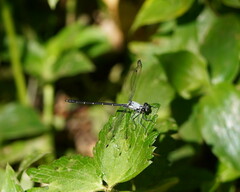 Austroargiolestes calcaris