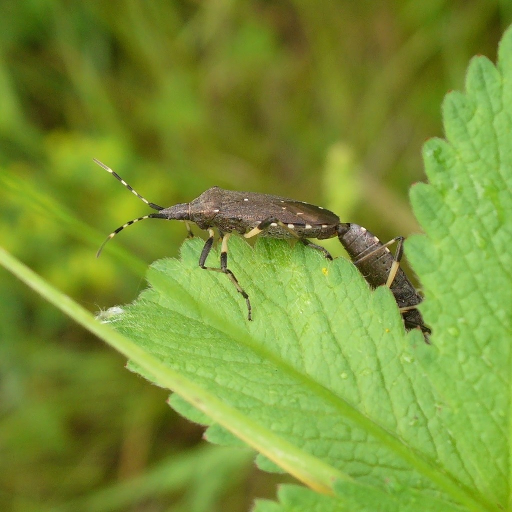 Dicranocephalus agilis