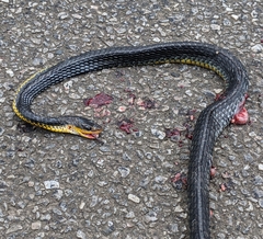 Chironius carinatus