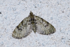 Chloroclystis v-ata
