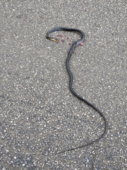 Chironius carinatus