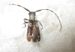 Eunidia spilotoides