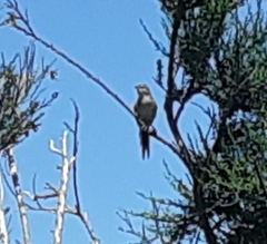 Poodytes punctatus punctatus