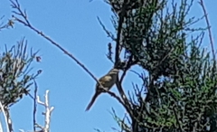 Poodytes punctatus punctatus