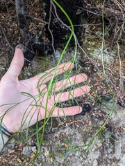 Anisotome filifolia