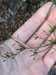 Anisotome filifolia