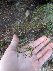 Anisotome filifolia