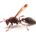 Ropalidia magnanima - Photo (c) insect ID, algunos derechos reservados (CC BY), subido por insect ID