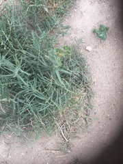 Euphorbia serrata