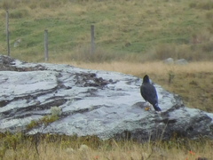 Daptrius carunculatus