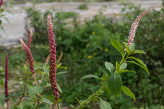 Phytolacca heterotepala