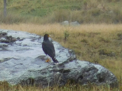 Daptrius carunculatus