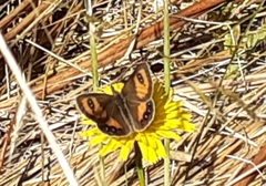 Argyrophenga antipodum