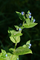 Pentaglottis sempervirens