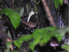 Scytalopus vicinior