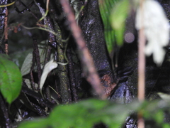 Scytalopus vicinior