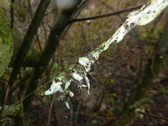 Yponomeuta evonymella