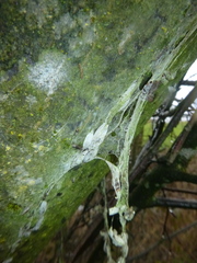 Yponomeuta evonymella