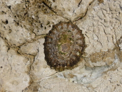 Cellana denticulata