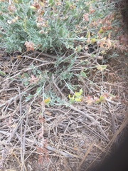 Anthyllis cytisoides