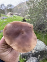 Clitocybe brunneocephala