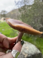 Clitocybe brunneocephala