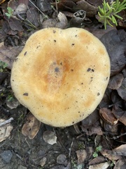 Lactarius alnicola