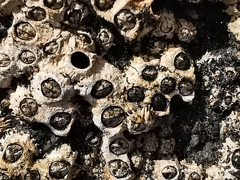 Chthamalus stellatus