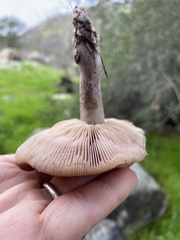 Clitocybe brunneocephala