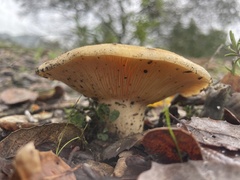 Lactarius alnicola
