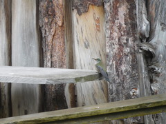 Oreotrochilus chimborazo