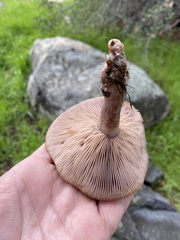 Clitocybe brunneocephala