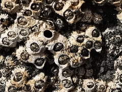 Chthamalus stellatus