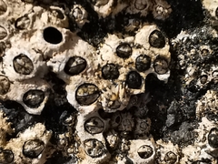 Chthamalus stellatus