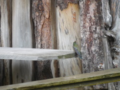 Oreotrochilus chimborazo