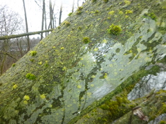 Yponomeuta evonymella