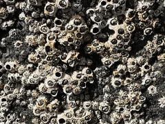 Chthamalus stellatus