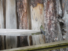 Oreotrochilus chimborazo