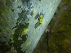 Yponomeuta evonymella