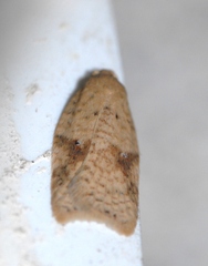 Acleris rhombana