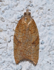 Acleris rhombana