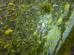 Yponomeuta evonymella