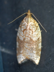 Acleris rhombana